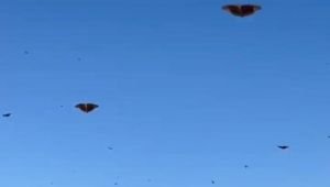 La invasión de mariposas llegó a Quilmes