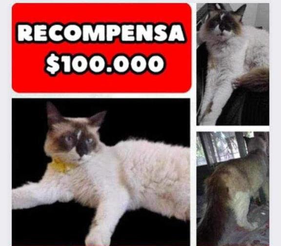 Ofrece $100.000 por su gato desaparecido