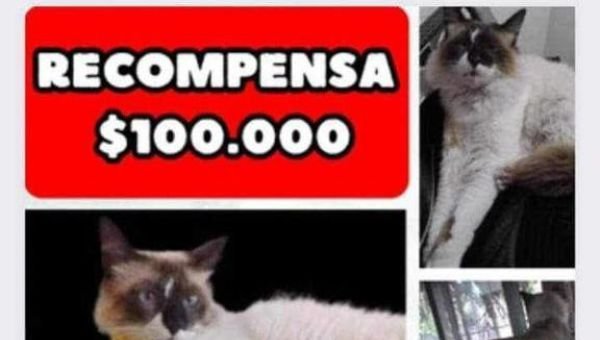Ofrece $100.000 por su gato desaparecido