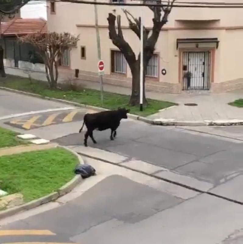 Vacas sueltas tras el vuelco de un camión en Acceso Sudeste