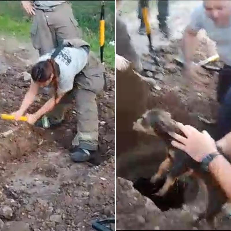 Bomberos rescataron a un perro atrapado en la alcantarilla