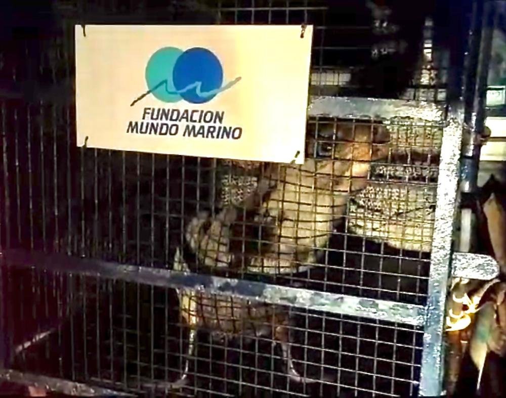 Guardavidas rescataron a un lobo marino perdido en La Ribera