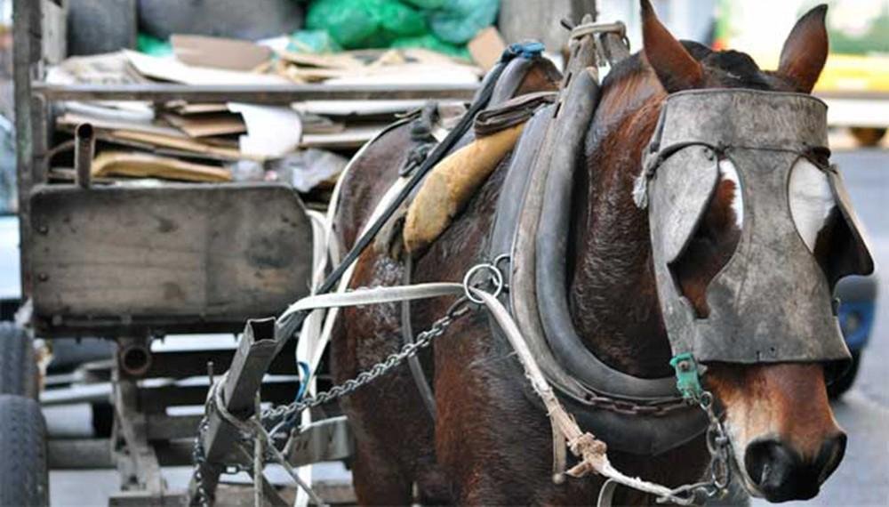Carreros reclaman la devolución de un caballo secuestrado por la justicia