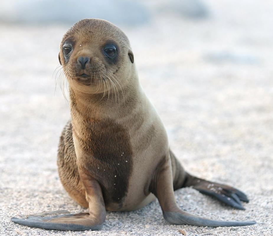 Rescatan a un lobo marino herido