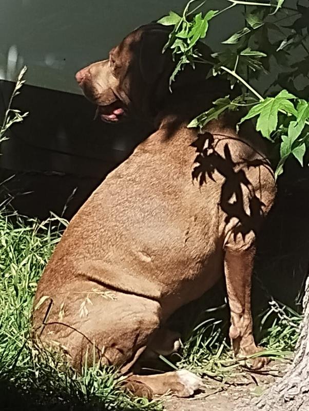 Dramático ataque de un Pitbull a su dueño