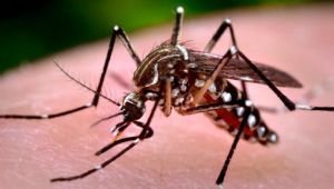 Diez recomendaciones para prevenir el Dengue y Chikungunya