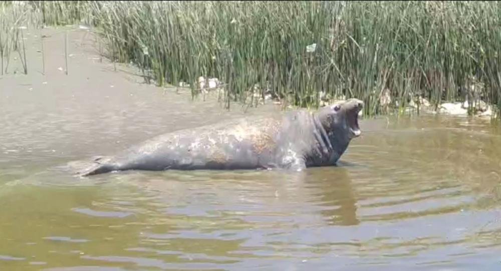 Un elefante marino sorprendió a los vecinos de Bernal