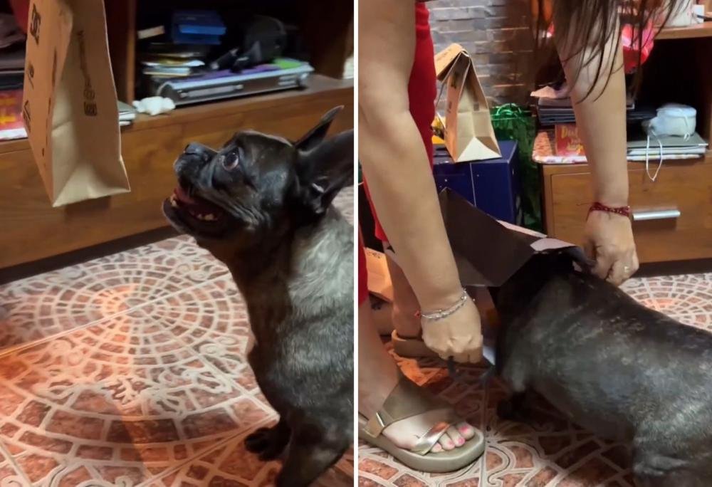 La emoción de Blanquita, la perra que recibió un regalo de Navidad y se volvió viral
