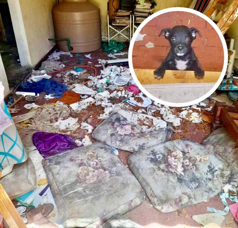 Rescate animal en Bernal: Salvados de la crueldad y el abandono