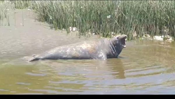 Un elefante marino sorprendió a los vecinos de Bernal
