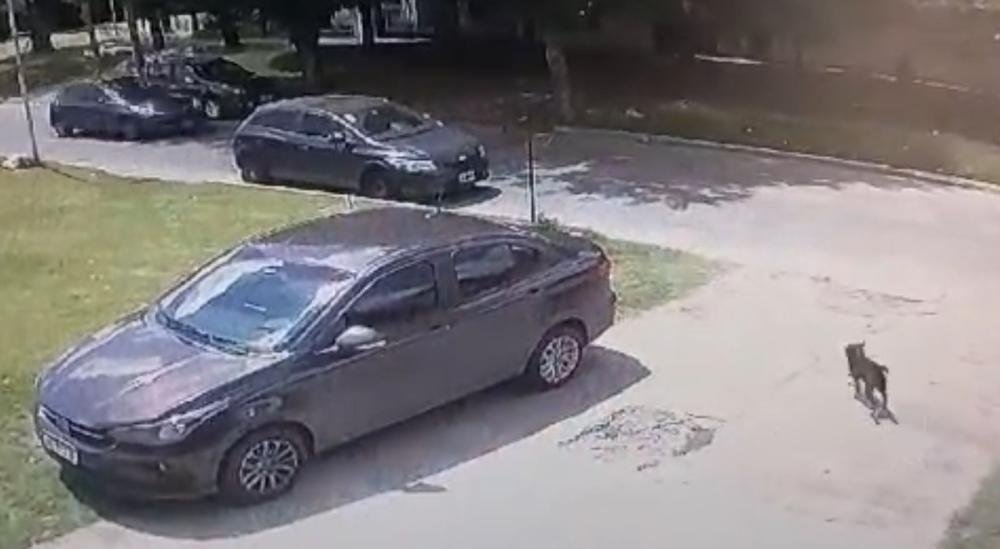 Un perro fue atropellado por un auto que se dio a la fuga