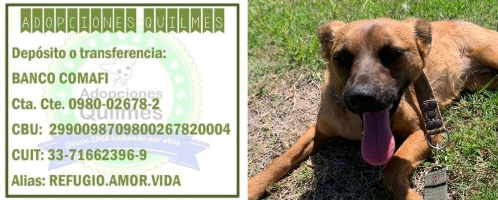 El refugio "Adopciones Quilmes" apela a la solidaridad para seguir funcionando