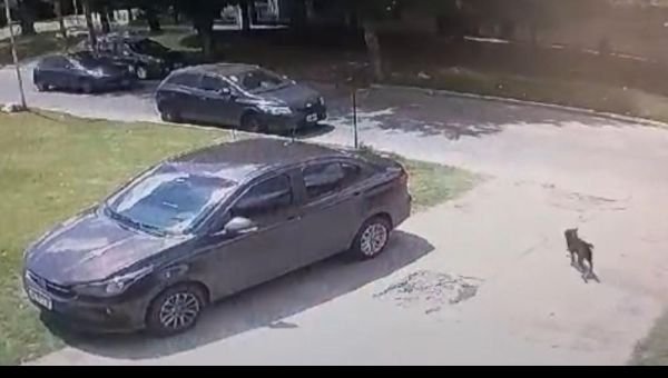Un perro fue atropellado por un auto que se dio a la fuga