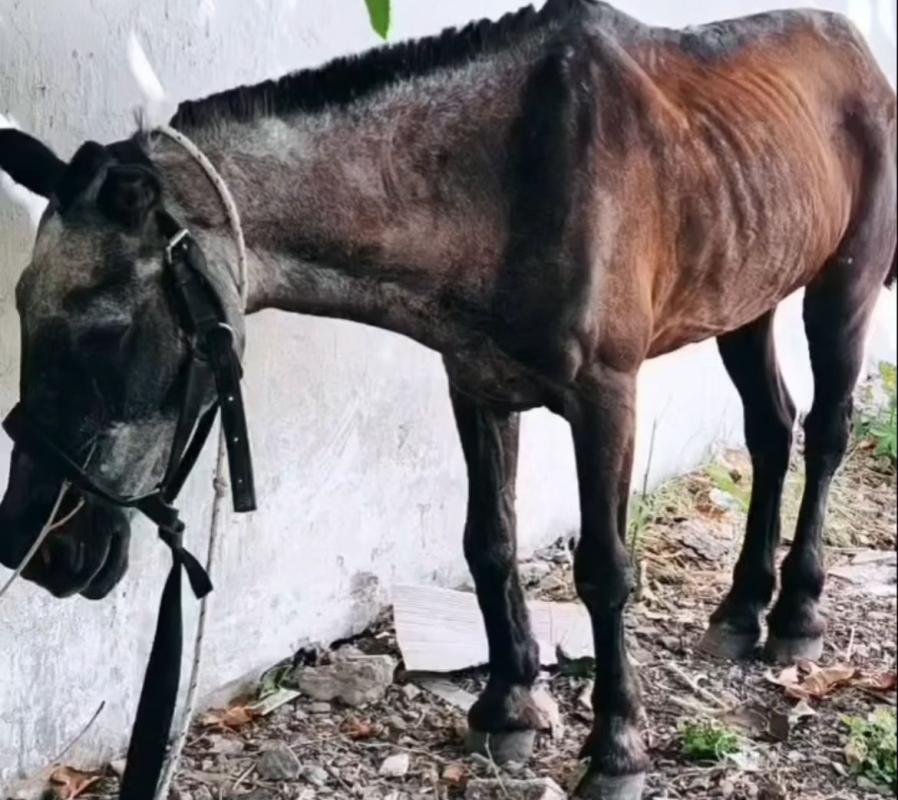 Denuncian que dos menores cometían estragos contra animales