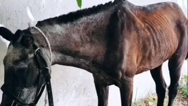 Denuncian que dos menores cometían estragos contra animales