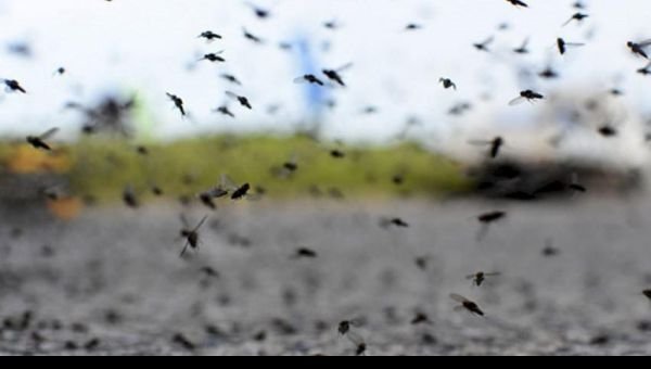 Nueva invasión de mosquitos en el AMBA: ¿A qué se debe?
