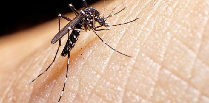 Dengue: Piden reforzar el descacharrado en los hogares luego de las lluvias
