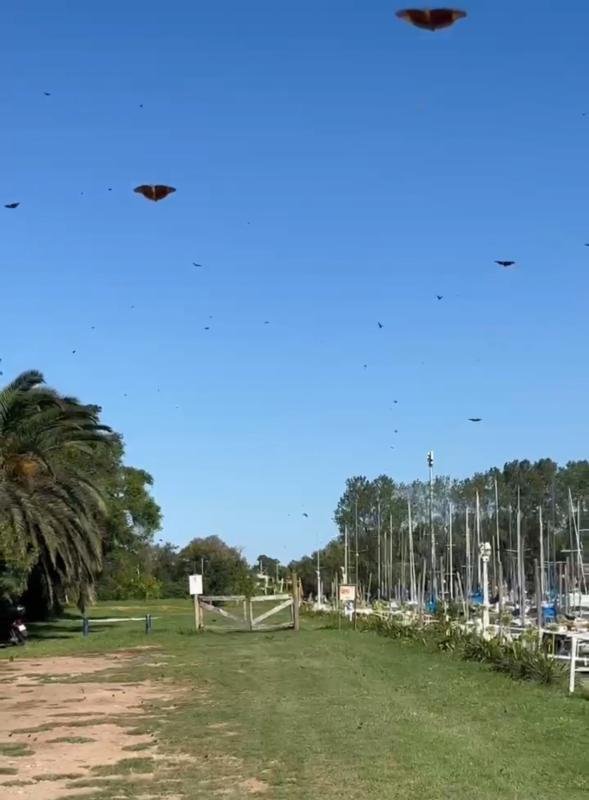 La invasión de mariposas llegó a Quilmes