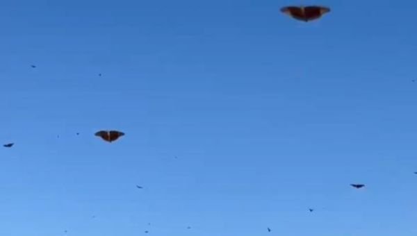 La invasión de mariposas llegó a Quilmes