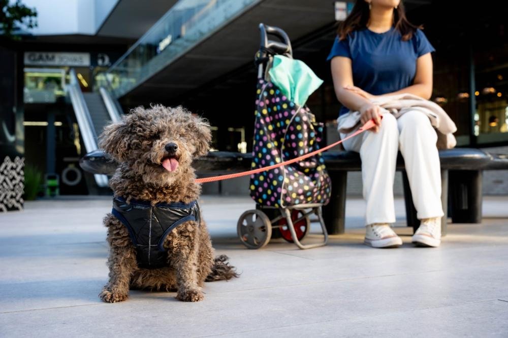 En el Día del Animal, nuestros amigos de 4 patas tendrán su alfombra roja