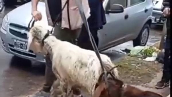 Evitan sacrificio de animales de un culto religioso