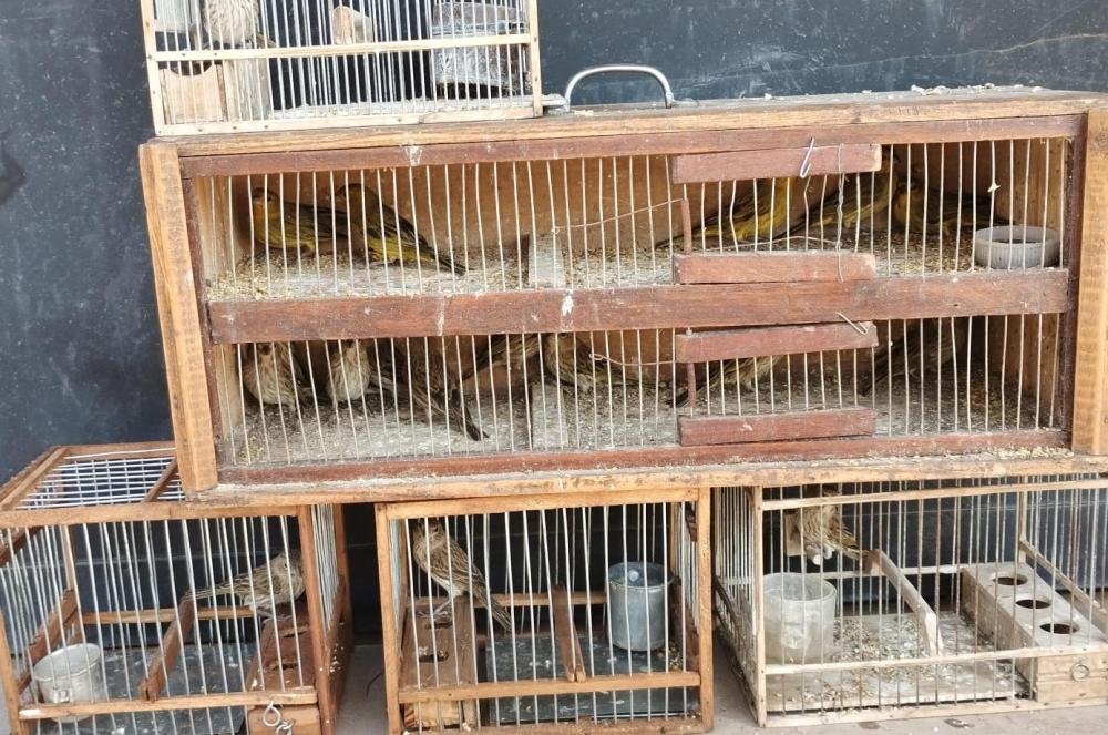 Rescataron animales y pájaros que los vendían en la Feria de Solano