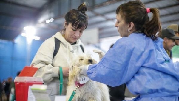 Megaoperativo de castración y vacunación de animales en Solano
