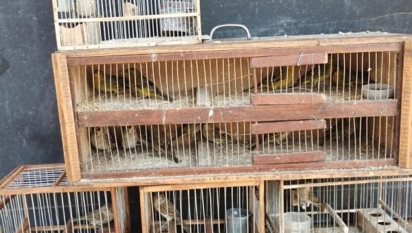 Rescataron animales y pájaros que los vendían en la Feria de Solano