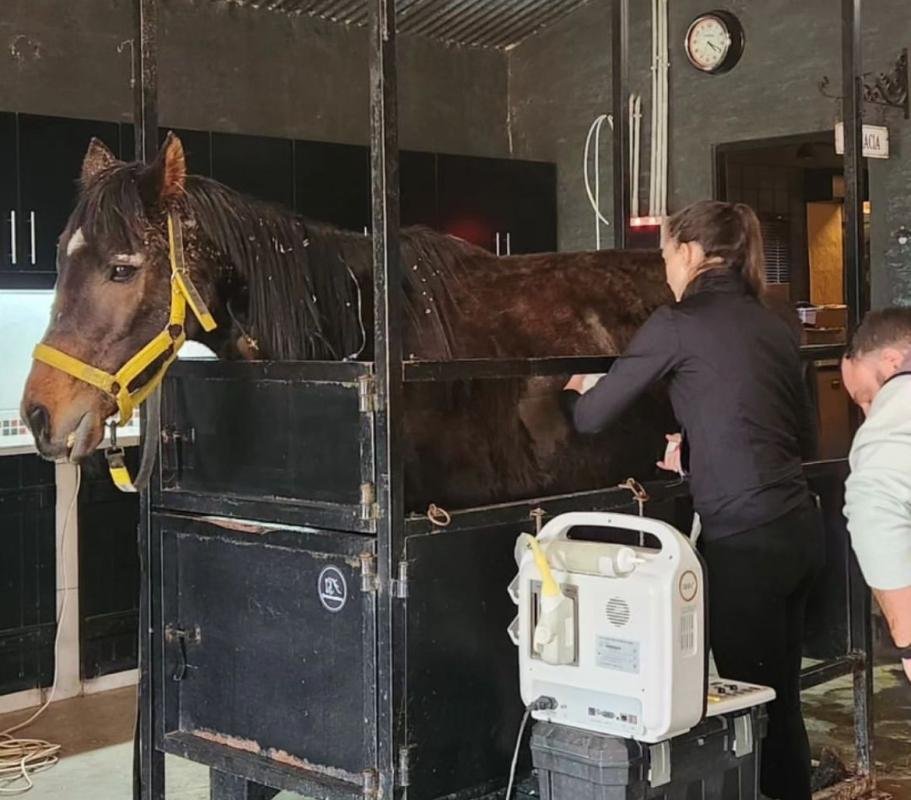 Dolor por la muerte de un caballo que había sido rescatado del maltrato