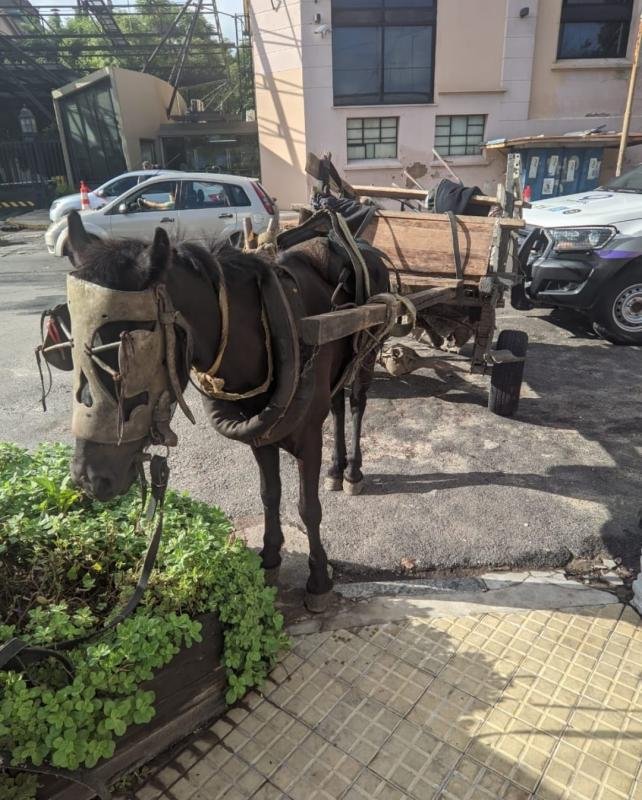 Dictan sentencia a dos causas por maltrato animal hacia caballos: Deben realizar un curso de Bienestar Animal