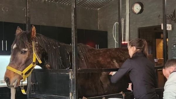 Dolor por la muerte de un caballo que había sido rescatado del maltrato