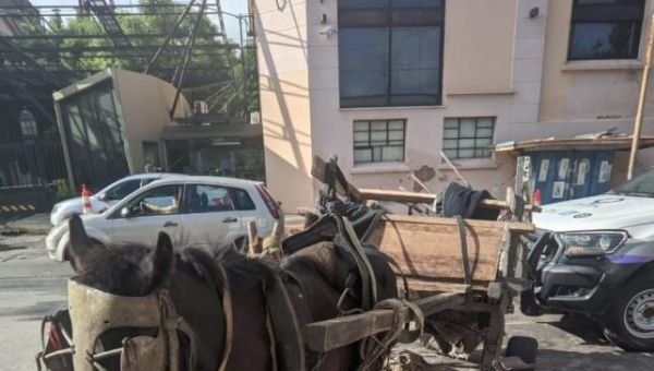 Dictan sentencia a dos causas por maltrato animal hacia caballos: Deben realizar un curso de Bienestar Animal