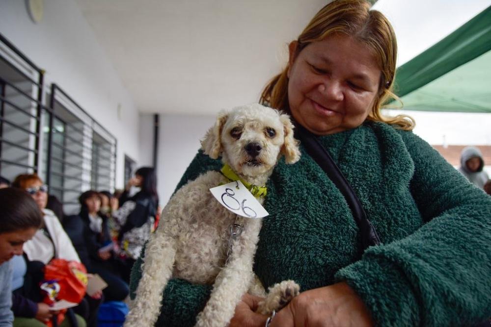 Nuevo megaoperativo de castración y vacunación de animales en Quilmes Oeste