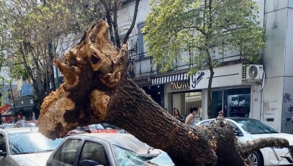 Un árbol cayó encima de un auto en pleno centro de Quilmes