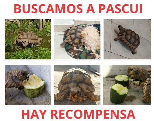 Ofrecen recompensa por el paradero de una tortuga que se escapó de su casa