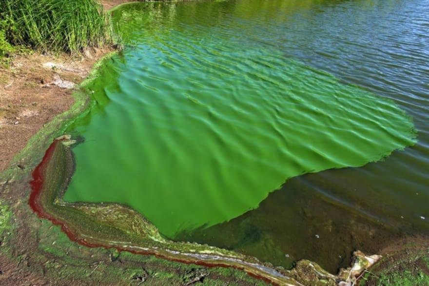 Alerta por cianobacterias en el Río de la Plata: Quilmes bajo advertencia