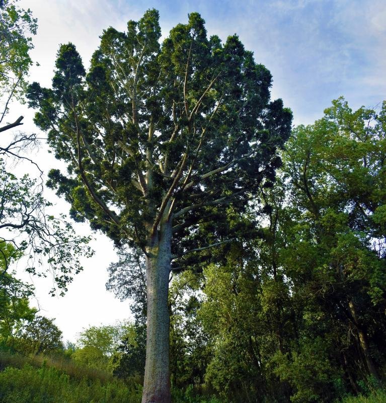 El tesoro natural único en Sudamérica a pocos minutos de Quilmes