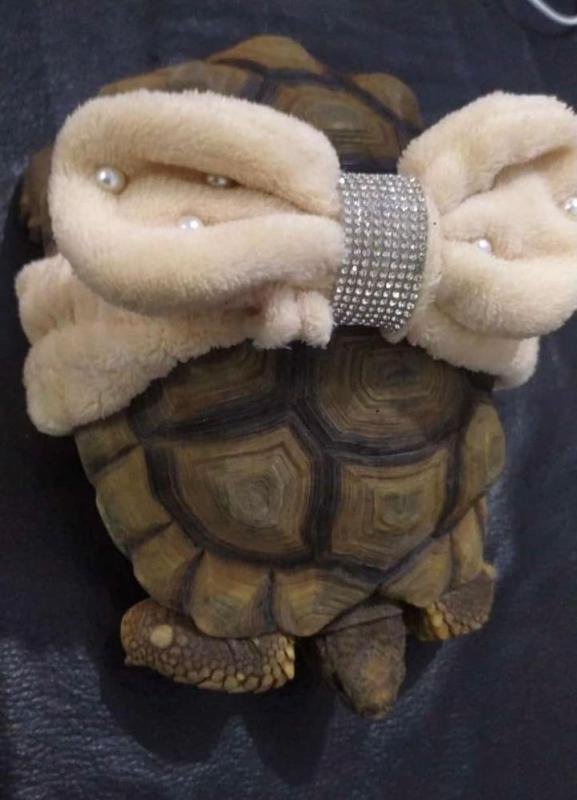 Final feliz: La tortuga "Pascui" ya está de regreso con su familia