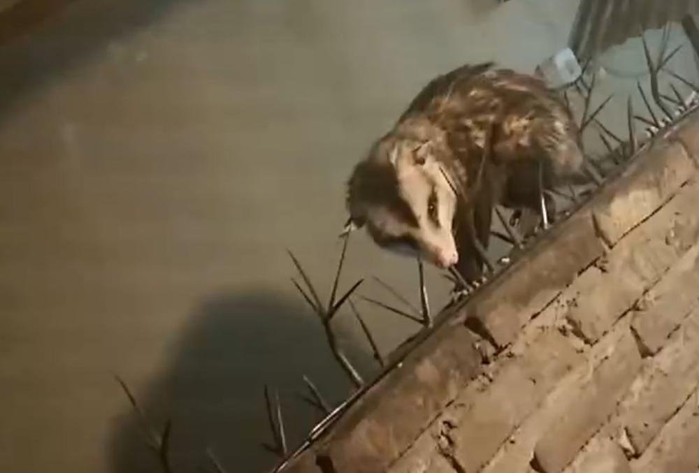 El susto de su vida: Se encontró con una comadreja gigante en la casa