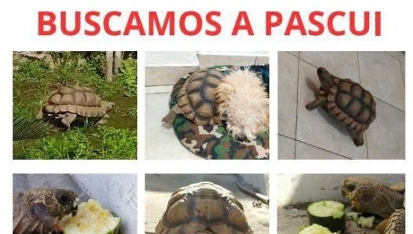 Ofrecen recompensa por el paradero de una tortuga que se escapó de su casa
