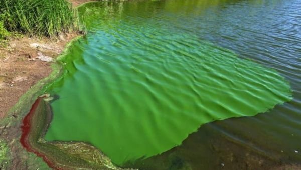 Alerta por cianobacterias en el Río de la Plata: Quilmes bajo advertencia