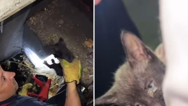 Bomberos rescataron a un gatito atrapado en una boca de tormenta