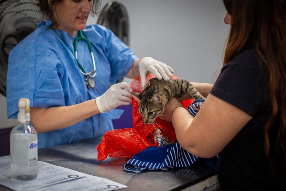 Fechas y lugares donde castrarán y vacunarán mascotas