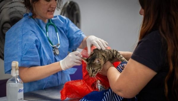 Fechas y lugares donde castrarán y vacunarán mascotas