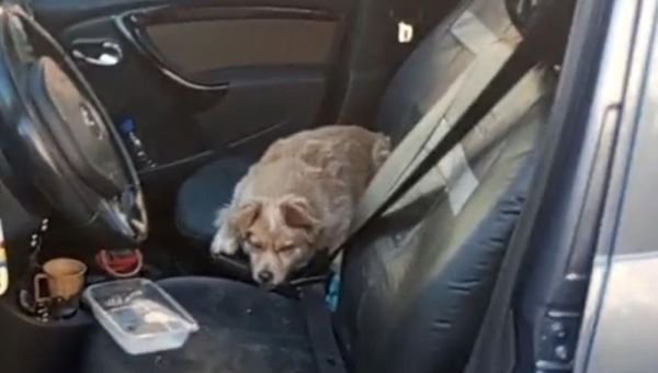 Rescataron a un perro que quedó encerrado en un auto en plena ola de calor
