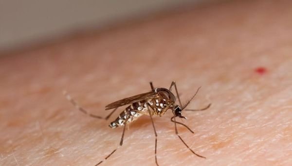 Confirman el primer caso de dengue en Quilmes