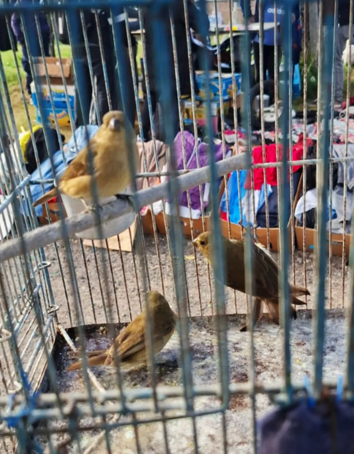 Secuestraron aves en la Feria del Triángulo de Bernal