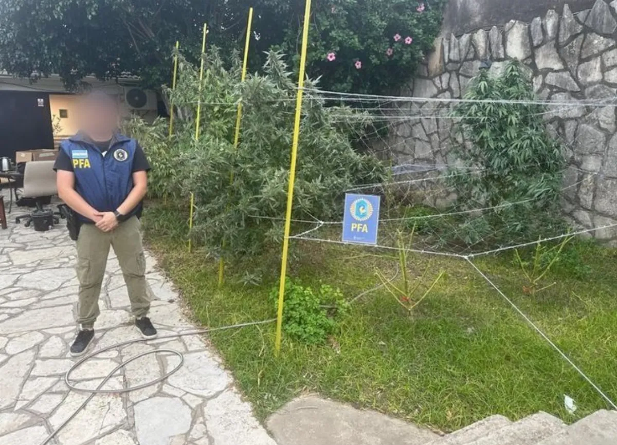 Allanaron una casa y encontraron una mega plantación de marihuana