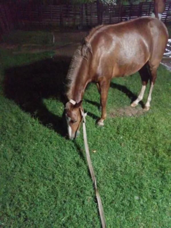 Robaron una yegua y ofrecen recompensa para recuperarla