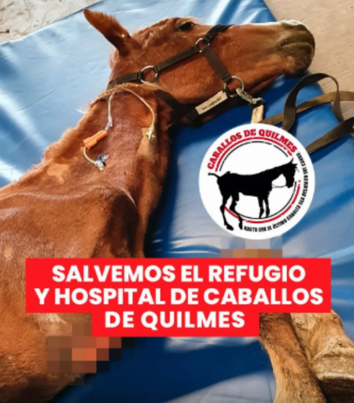 Caballos Quilmes lanza una campaña urgente para salvar su refugio y hospital veterinario